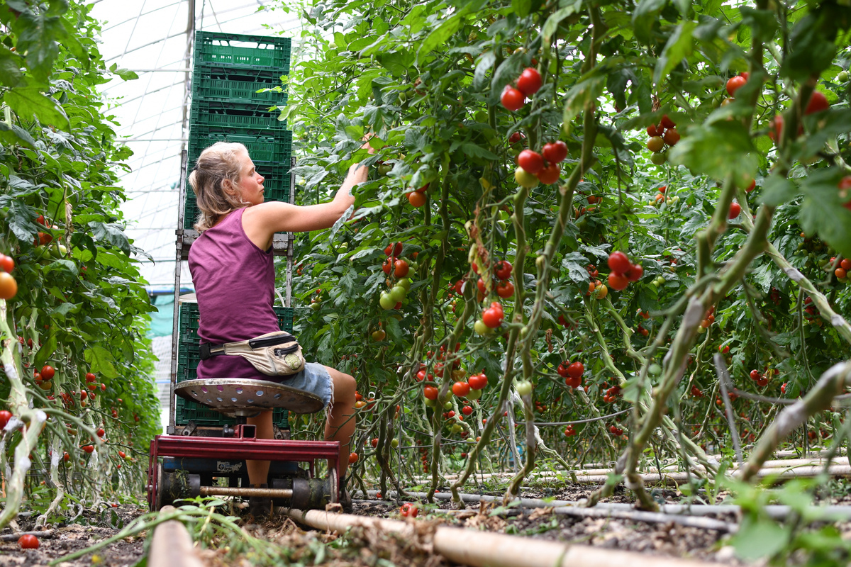 KI generiert: Eine Person pflückt Tomaten in einem Gewächshaus.