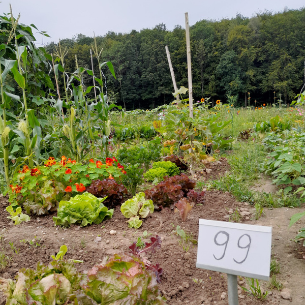 KI generiert: Gemüsebeet im Freien mit verschiedenen Salaten und Pflanzen, Nummer „99“.