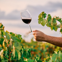 KI generiert: Hand hält Weinglas mit Rotwein im Weinberg, umgeben von grünen Weinreben.