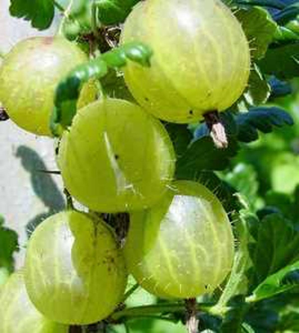 Produktfoto zu Stachelbeeren grün
