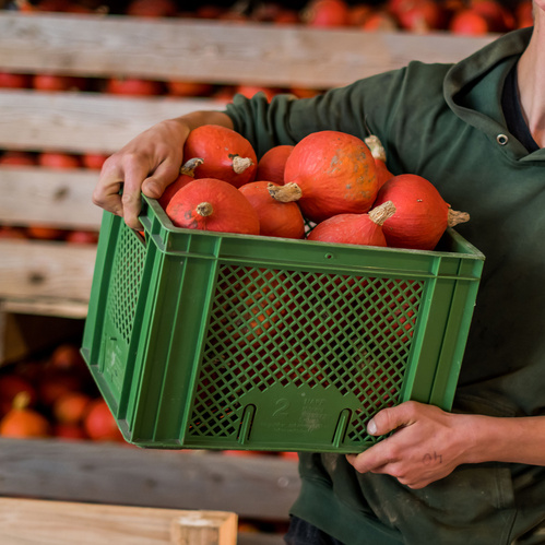 KI generiert: Eine Person hält eine grüne Kiste voller Hokkaido-Kürbisse.