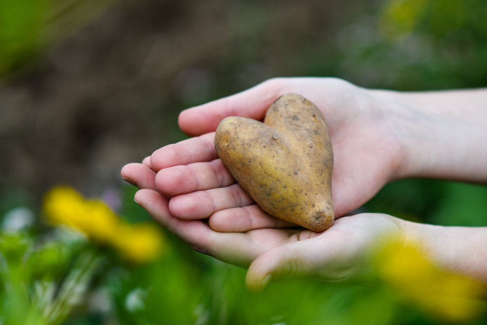 KI generiert: Hände halten eine herzförmige Kartoffel in einem Garten.
