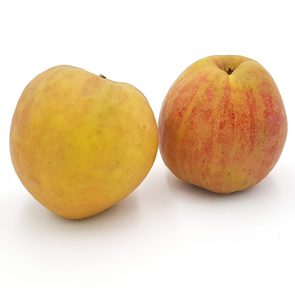 Produktfoto zu Äpfel Cox Orange